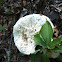 Common white mushroom