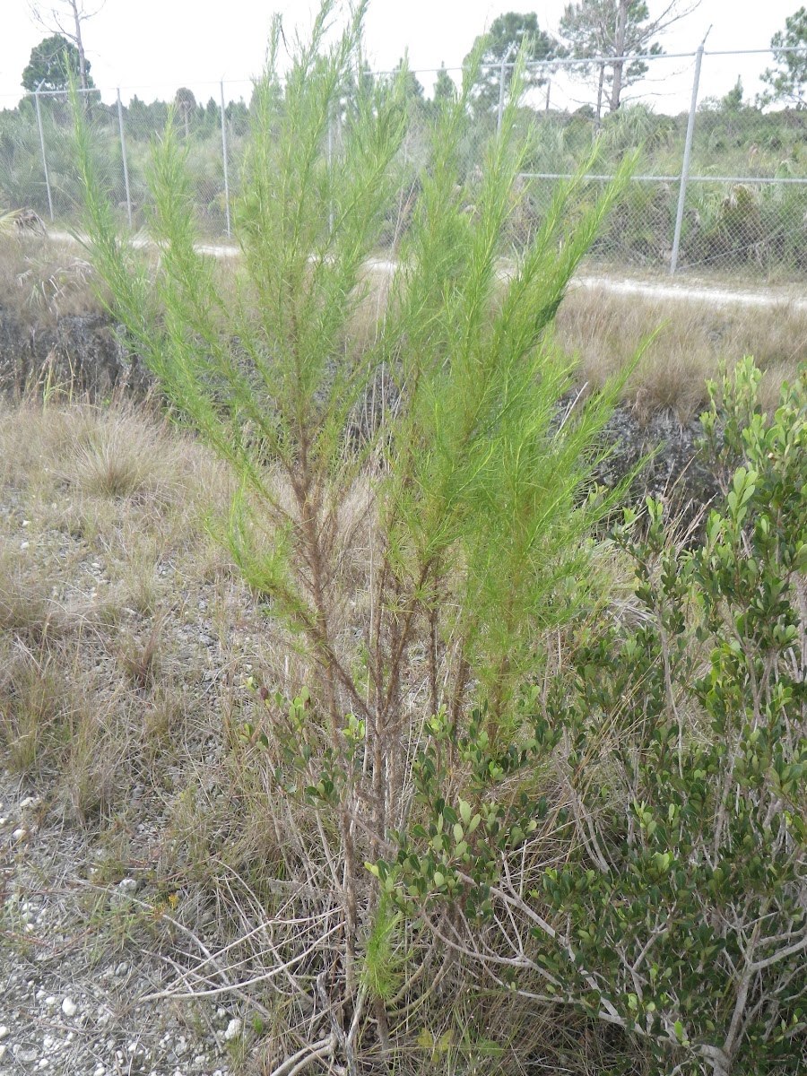 Dogfennel Project Noah