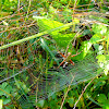 Banded Argiope and horizontal web