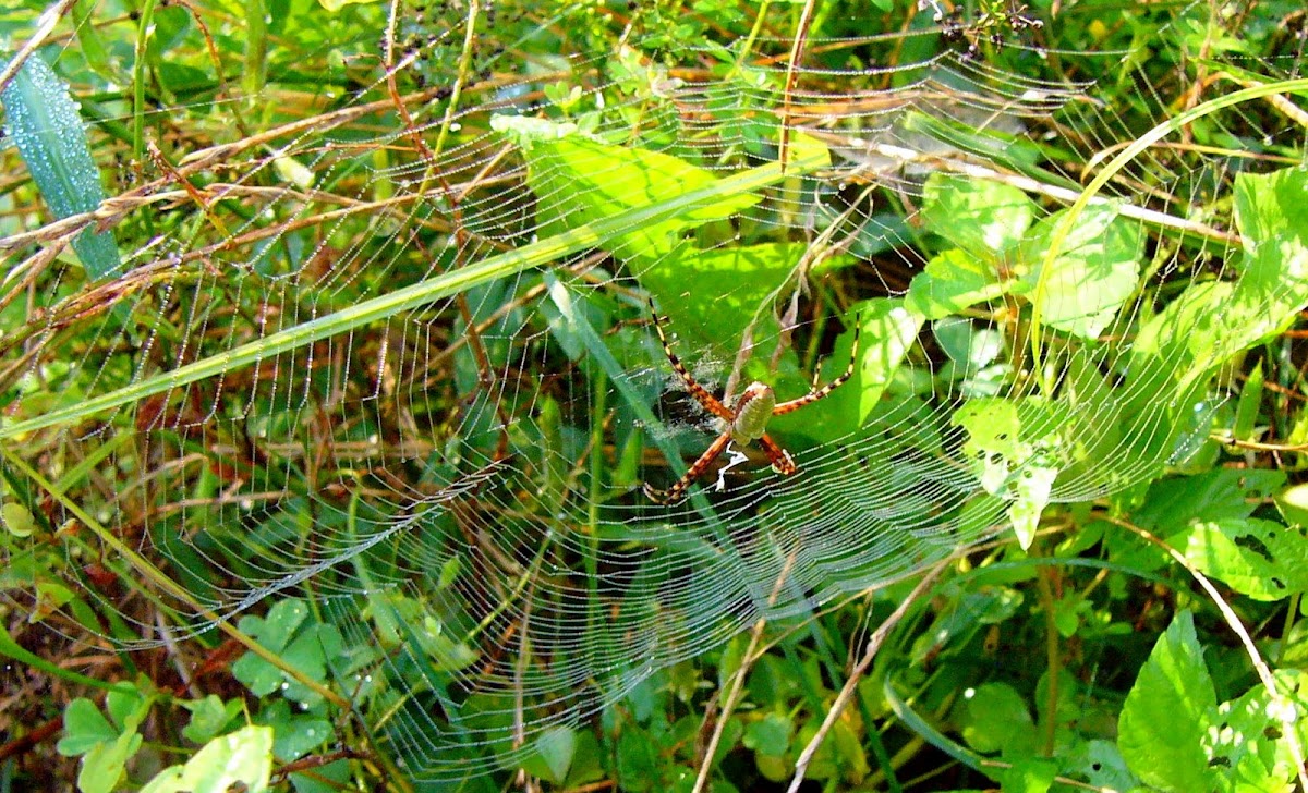 Banded Argiope and horizontal web