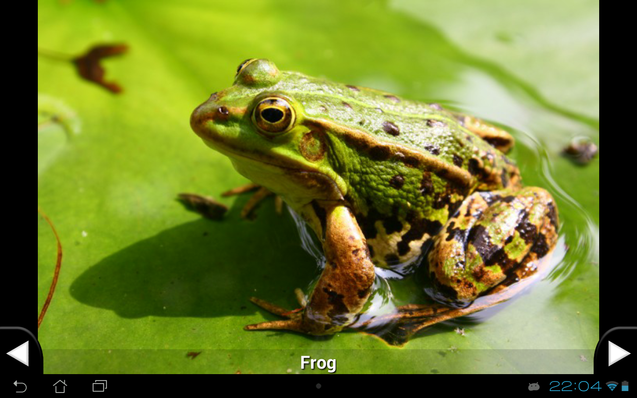    Toddler Animal Sounds- screenshot  
