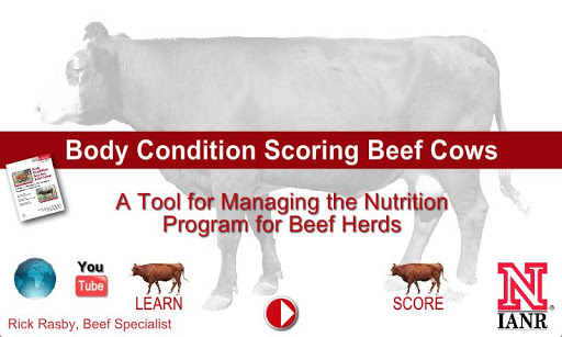 Body Condition Score Beef Cows