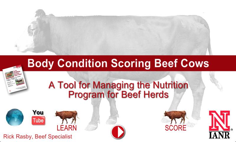 Body Condition Score Beef Cows Screen 1