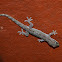 Common House Gecko