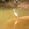 Egret, Garça (Brazil)