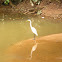 Egret, Garça (Brazil)