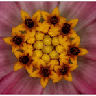 Garden Cosmos