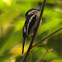 Bar-winged Flycatcher Shrike
