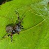 Tiny Tent-Web Spider