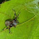 Tiny Tent-Web Spider