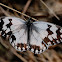 Iberian Marbled White, medioluto ibérica