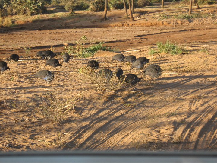 Vulturine Guineafowl