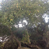 Live oak