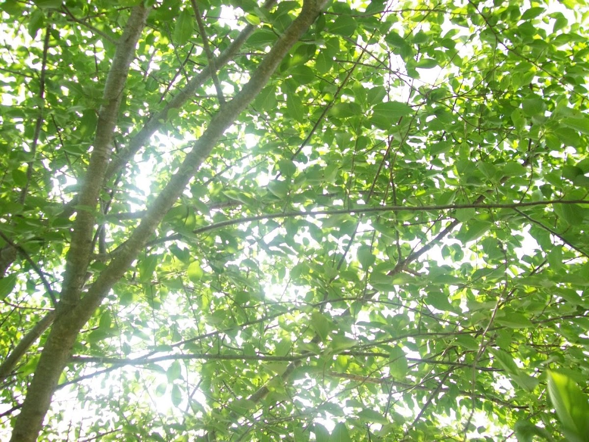 Spotting Project Noah