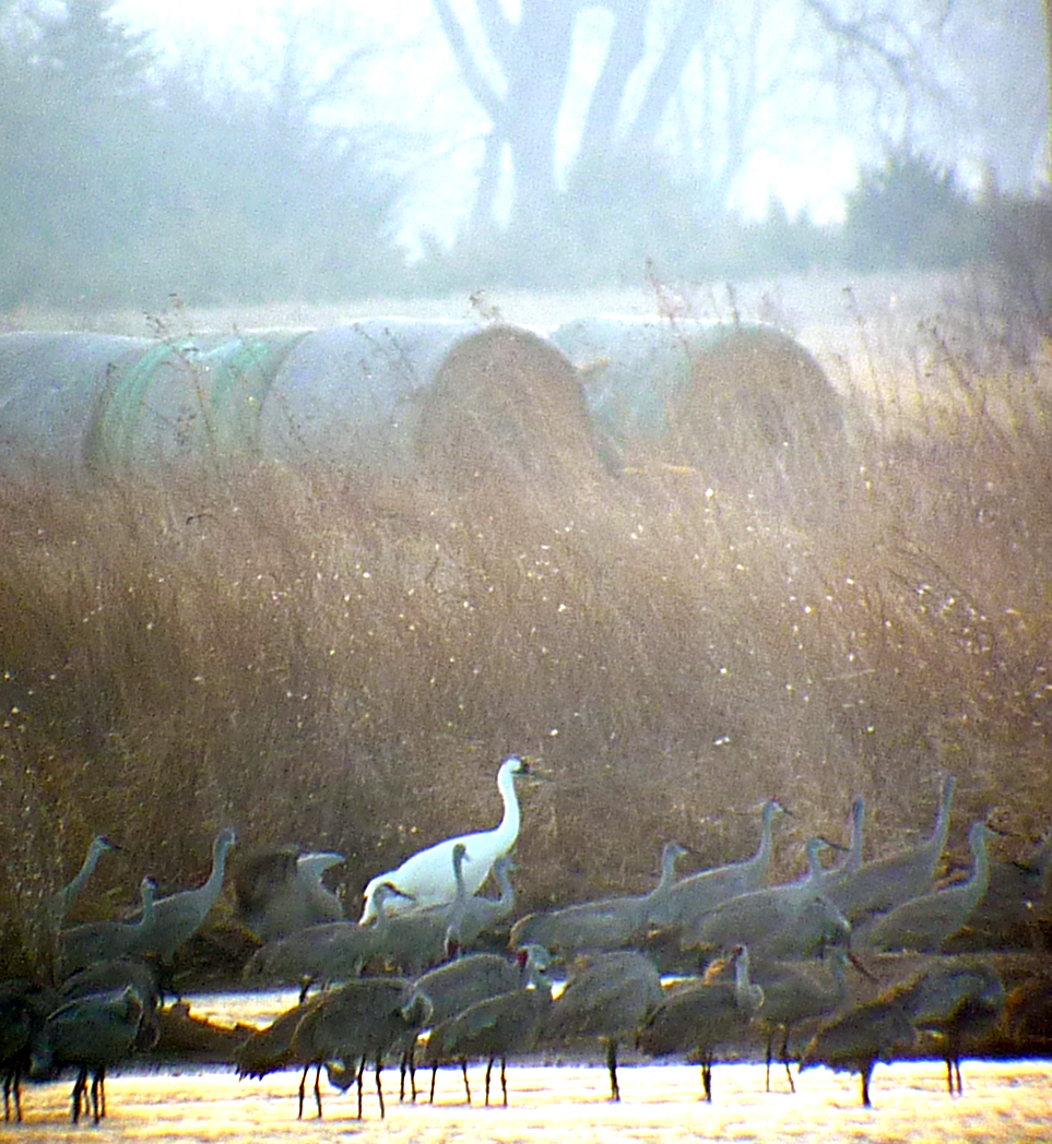 Whooping Crane amongst Sandhill Cranes