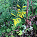 goldenrod