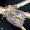 Owl fly larva