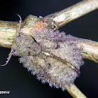 Owl fly larva
