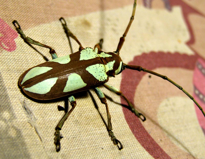 Turquoise Longhorn Beetle