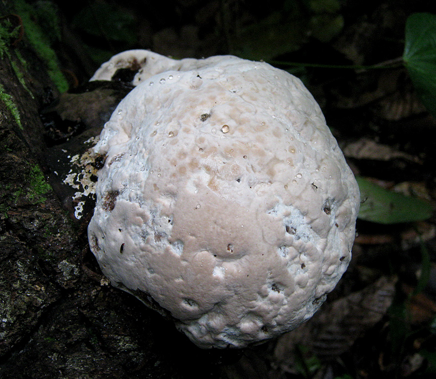 White Sphere Fungus