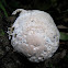 White Sphere Fungus
