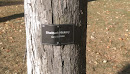 Shellbark Hickory Tree