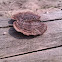 Elfenbankje / Turkey tail