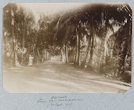 Coronie / Laan van cocospalmen (30 Sept. '95)