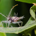 Leaf-footed Bug (nymph)