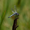 small DragonFly