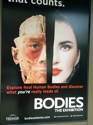 Bodies Exhibition Museum