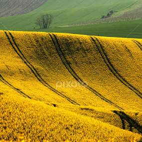 by Irena Brozova - Landscapes Prairies, Meadows & Fields