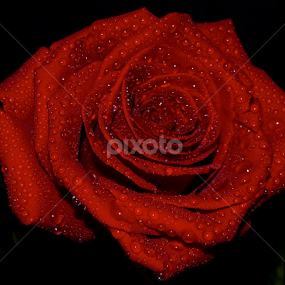 by Wendell Kennedy - Flowers Single Flower