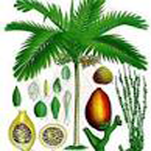 Download Latin  Names  of Plants  for PC