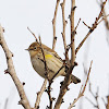 yellow-rumbed warbler
