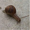 Snail