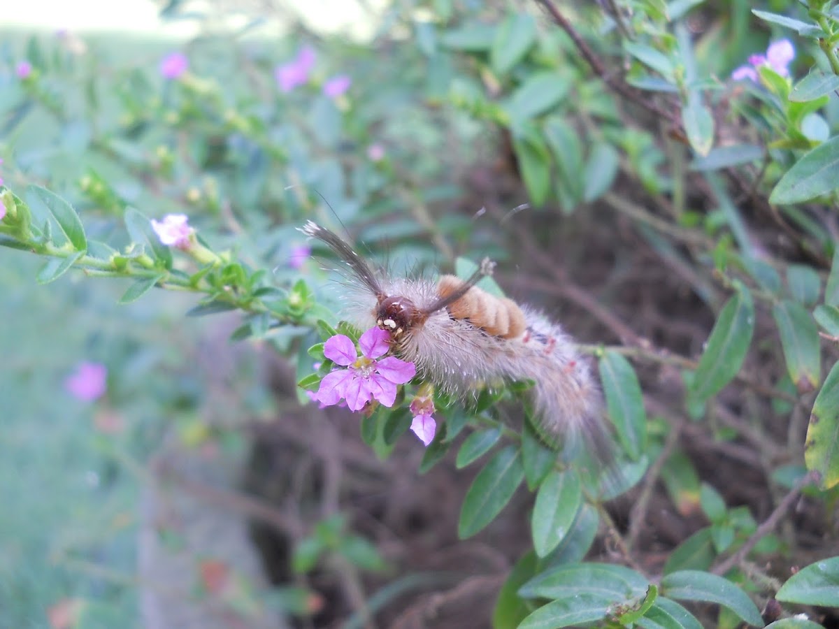 caterpillar