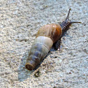 Decollate Snail