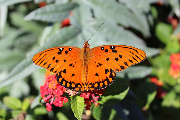 Gulf fritillary butterfly | Project Noah