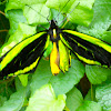 green birdwing, australian birdwing