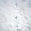 Eastern Cottontail Tracks