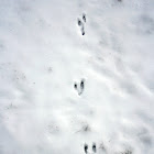 Eastern Cottontail Tracks