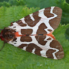 Garden Tiger Moth or Brauner Bär