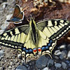 Old World Swallowtail/Common Yellow Swallowtail