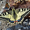 Old World Swallowtail/Common Yellow Swallowtail