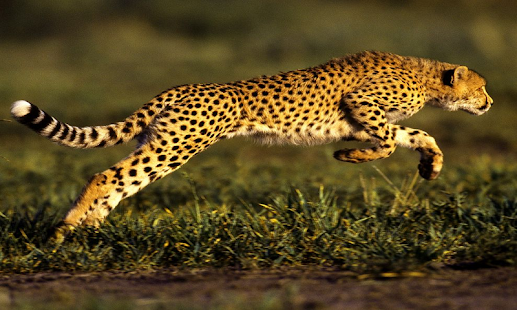 How to mod Cheetah Wallpapers 1.1 apk for android