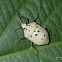 Dalmata Shield Bug