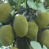 Jackfruit  