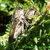 Kite-tailed Robberfly (couple)