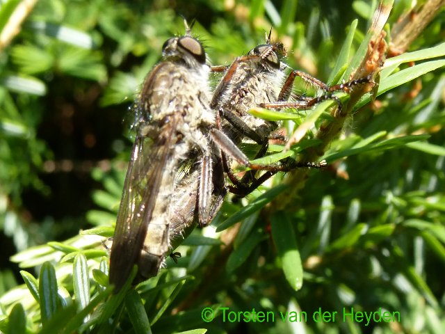 Kite-tailed Robberfly (couple)
